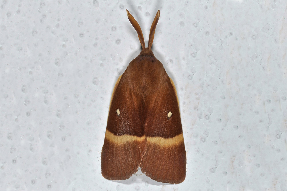 Lasiocampa (Lasiocampa) quercus